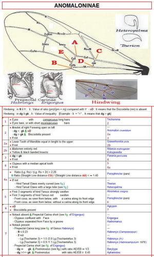 Anomaloninae divers